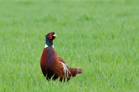 Fasianus Colchicus (Fagiano) 4